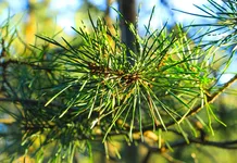 Pine Country: recuperando los bosques de pinos de hoja larga