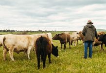 Comer carne con una dieta sostenible: consejos y más