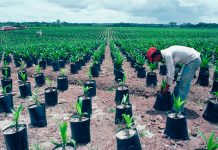 Impacto ambiental del aceite de palma: ¿Se puede cultivar de manera sostenible?